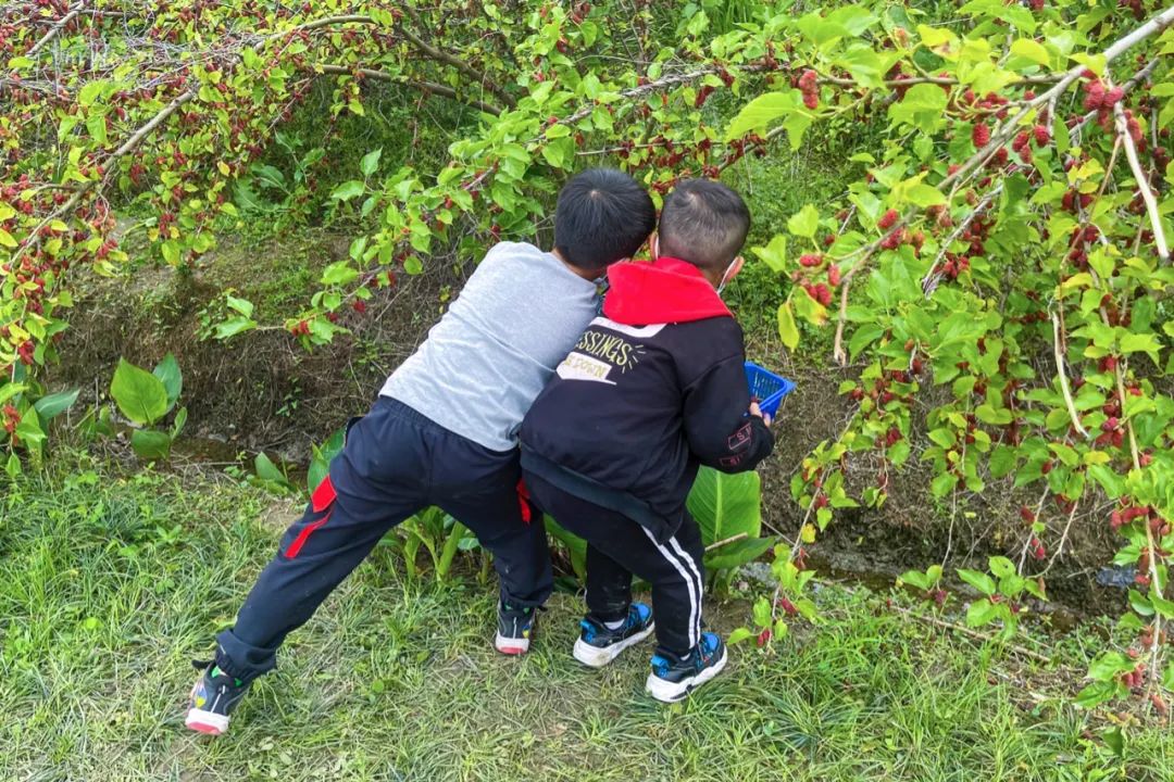 杭州有个神奇的地方，不仅乡村风景宜人，还可以采摘免费的桑葚休闲区蓝鸢梦想 - Www.slyday.coM