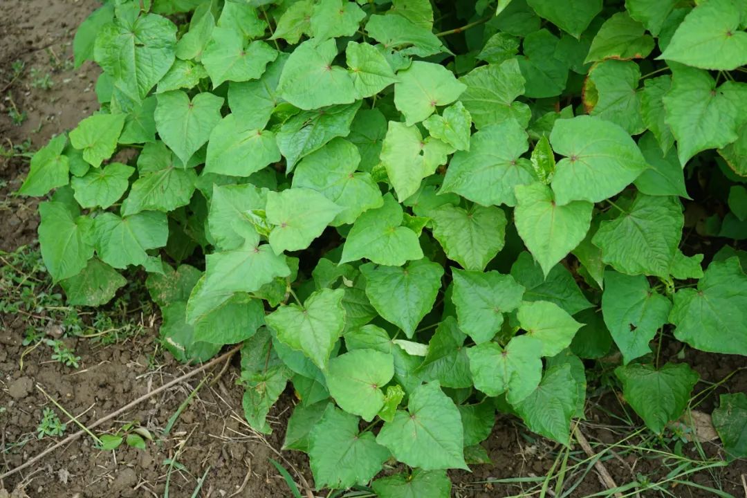 金荞麦人称金锁银开荞麦三七荞麦当归好吃的野菜你家有吗