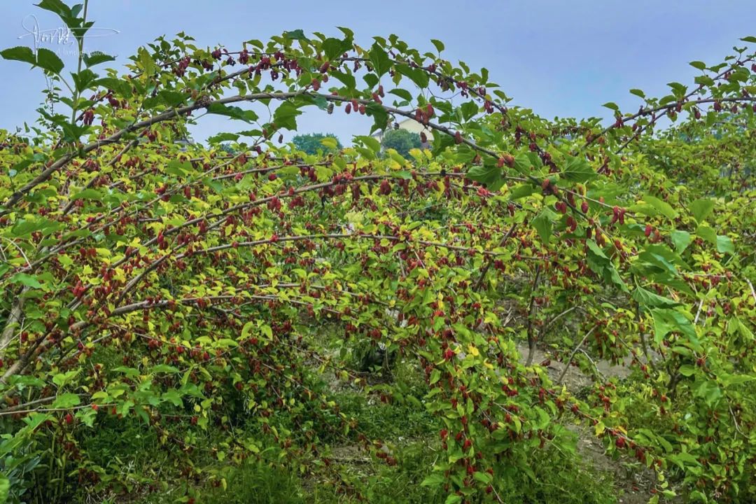 杭州有个神奇的地方，不仅乡村风景宜人，还可以采摘免费的桑葚休闲区蓝鸢梦想 - Www.slyday.coM