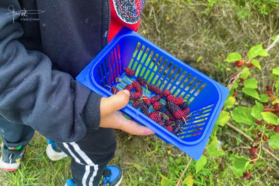 杭州有个神奇的地方，不仅乡村风景宜人，还可以采摘免费的桑葚休闲区蓝鸢梦想 - Www.slyday.coM