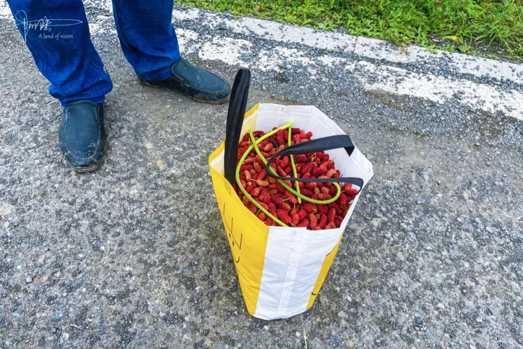 杭州有个神奇的地方，不仅乡村风景宜人，还可以采摘免费的桑葚休闲区蓝鸢梦想 - Www.slyday.coM