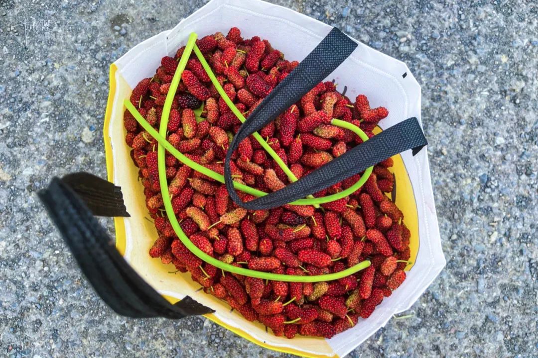 杭州有个神奇的地方，不仅乡村风景宜人，还可以采摘免费的桑葚休闲区蓝鸢梦想 - Www.slyday.coM