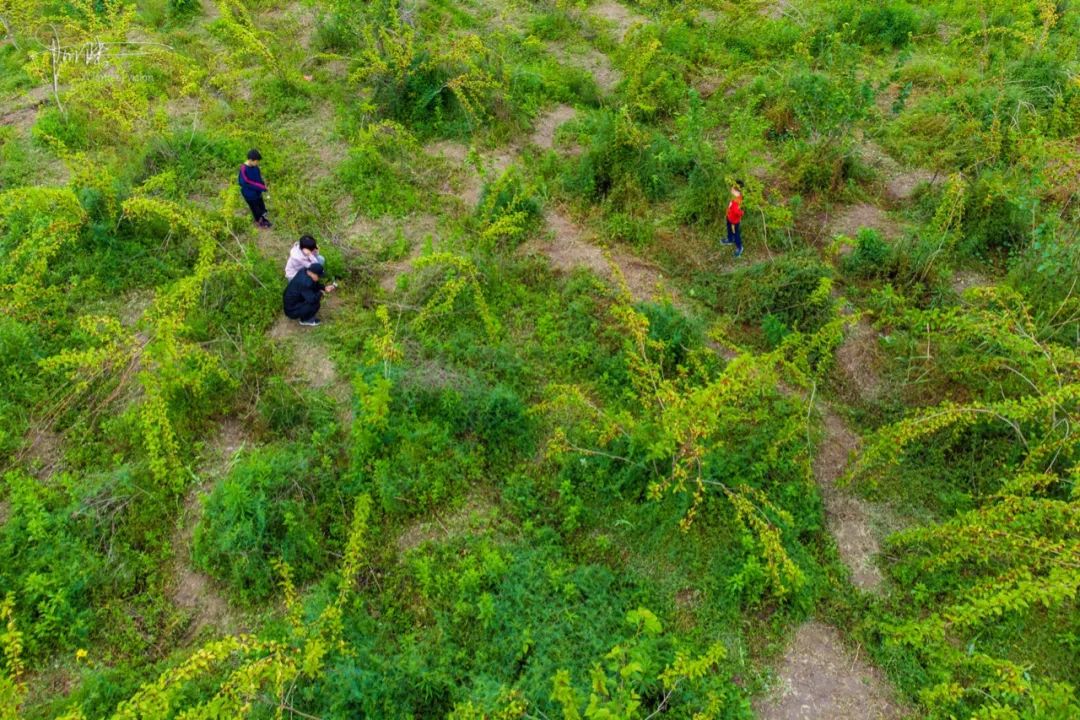 杭州有个神奇的地方，不仅乡村风景宜人，还可以采摘免费的桑葚休闲区蓝鸢梦想 - Www.slyday.coM