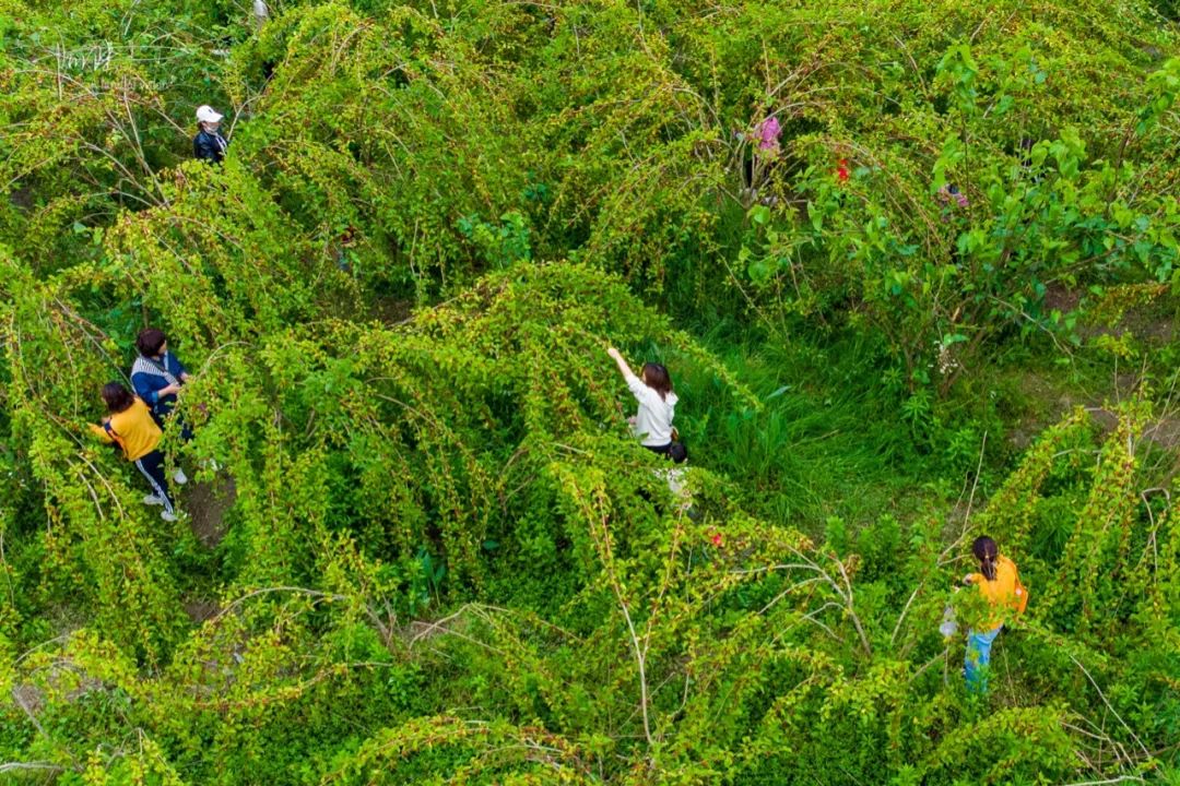 杭州有个神奇的地方，不仅乡村风景宜人，还可以采摘免费的桑葚休闲区蓝鸢梦想 - Www.slyday.coM
