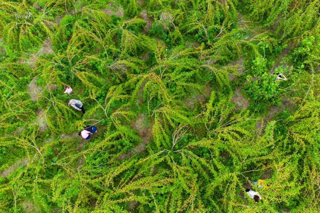 杭州有个神奇的地方，不仅乡村风景宜人，还可以采摘免费的桑葚休闲区蓝鸢梦想 - Www.slyday.coM