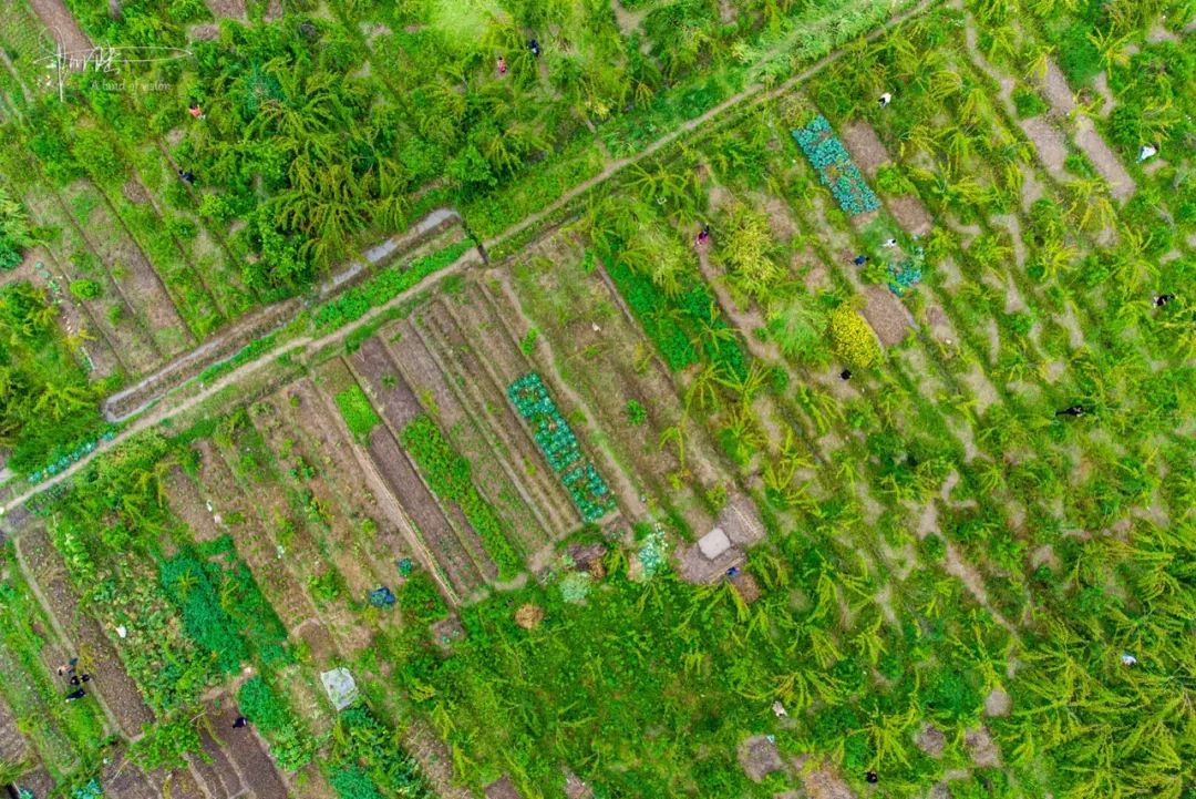 杭州有个神奇的地方，不仅乡村风景宜人，还可以采摘免费的桑葚休闲区蓝鸢梦想 - Www.slyday.coM