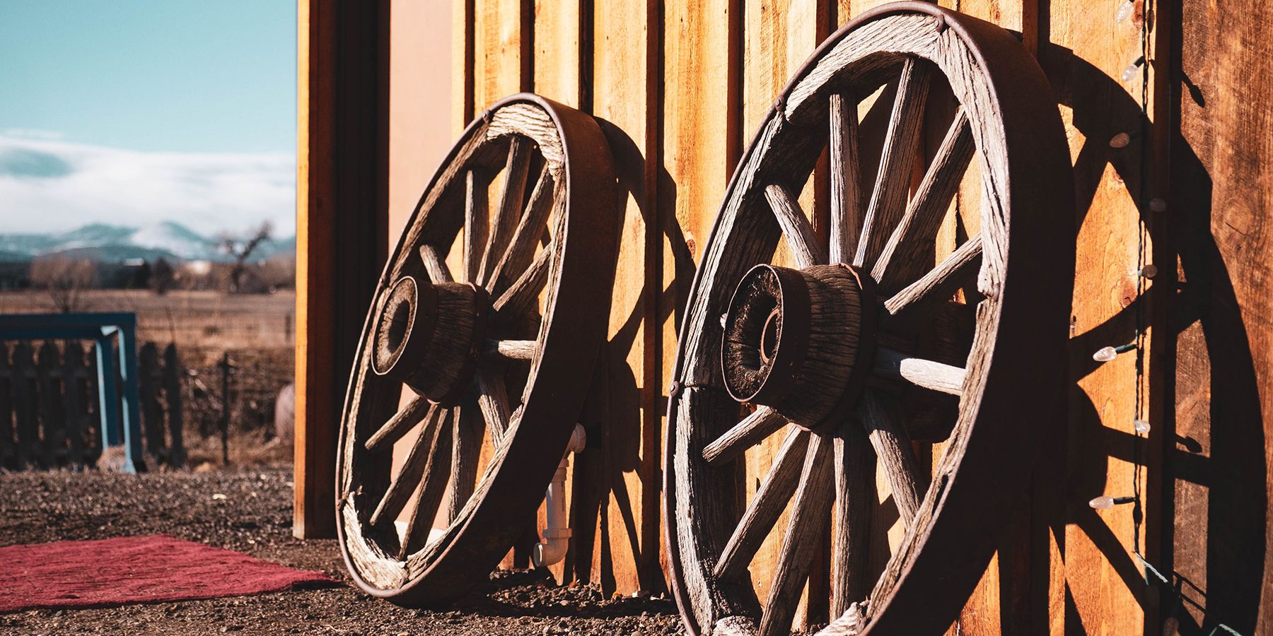 人类为什么没有进化出轮子 动物进化轮子的可能性