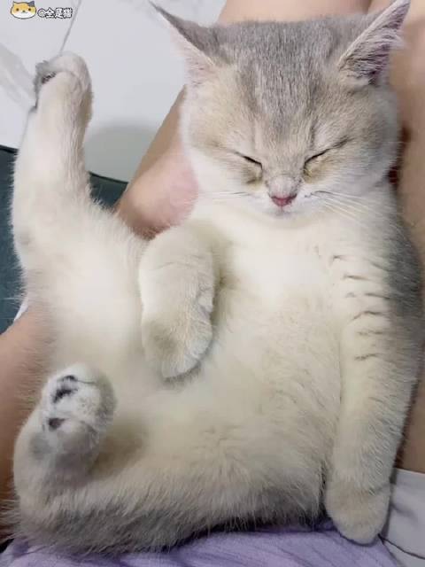 原来“猫”也是象形字|猫_新浪新闻