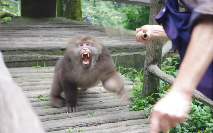 人猴矛盾升级男子雨刮器被野猴暴力掰断保险公司拒绝赔付
