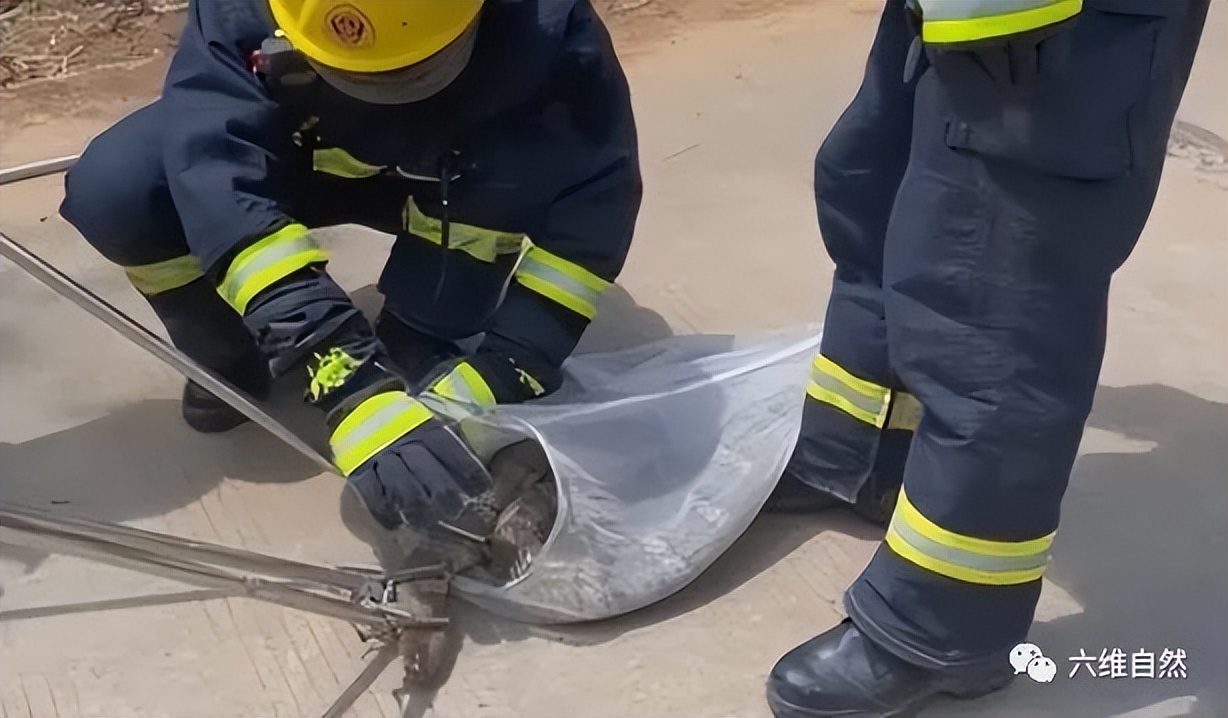 四川一条眼镜王蛇在山沟爬行散步，受到惊吓藏车里，蛇身却被卡住休闲区蓝鸢梦想 - Www.slyday.coM