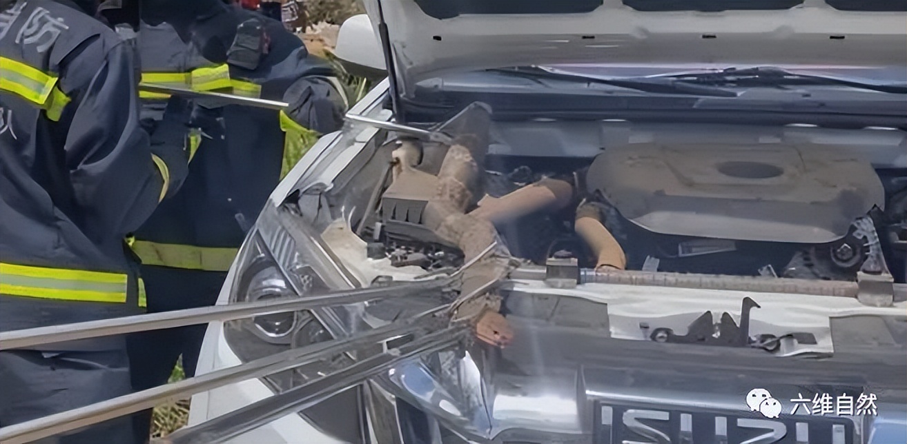 四川一条眼镜王蛇在山沟爬行散步，受到惊吓藏车里，蛇身却被卡住休闲区蓝鸢梦想 - Www.slyday.coM