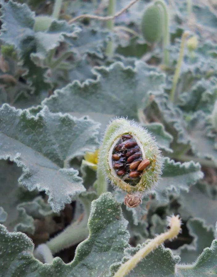 喷瓜在我国并不是每个地方都适合栽种的,它比较喜欢凉爽一点的温度