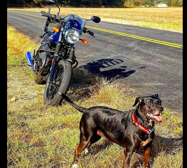 大叔不听儿子劝阻，执意带偶遇的流浪狗骑行，如今生活人人羡慕！休闲区蓝鸢梦想 - Www.slyday.coM