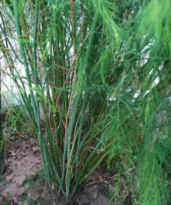 癌细胞不喜欢的菜好养易爆盆连续采收10年不成问题