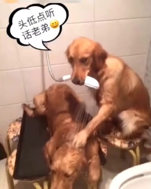 金毛哥哥帮金毛弟弟洗澡，咬着浴霸就是一顿乱喷，主人看了哭笑不休闲区蓝鸢梦想 - Www.slyday.coM