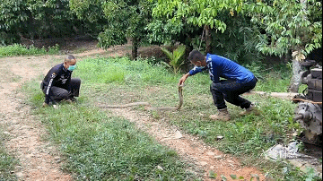 四川一条眼镜王蛇在山沟爬行散步，受到惊吓藏车里，蛇身却被卡住休闲区蓝鸢梦想 - Www.slyday.coM