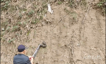 四川一条眼镜王蛇在山沟爬行散步，受到惊吓藏车里，蛇身却被卡住休闲区蓝鸢梦想 - Www.slyday.coM