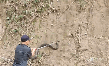 四川一条眼镜王蛇在山沟爬行散步，受到惊吓藏车里，蛇身却被卡住休闲区蓝鸢梦想 - Www.slyday.coM