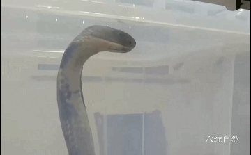 四川一条眼镜王蛇在山沟爬行散步，受到惊吓藏车里，蛇身却被卡住休闲区蓝鸢梦想 - Www.slyday.coM