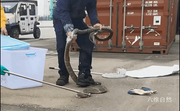 四川一条眼镜王蛇在山沟爬行散步，受到惊吓藏车里，蛇身却被卡住休闲区蓝鸢梦想 - Www.slyday.coM