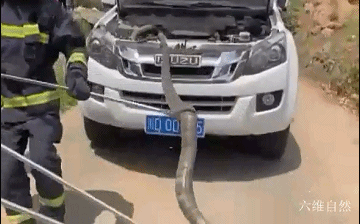 四川一条眼镜王蛇在山沟爬行散步，受到惊吓藏车里，蛇身却被卡住休闲区蓝鸢梦想 - Www.slyday.coM