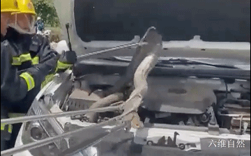 四川一条眼镜王蛇在山沟爬行散步，受到惊吓藏车里，蛇身却被卡住休闲区蓝鸢梦想 - Www.slyday.coM