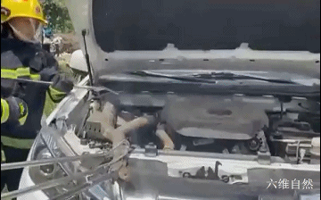 四川一条眼镜王蛇在山沟爬行散步，受到惊吓藏车里，蛇身却被卡住休闲区蓝鸢梦想 - Www.slyday.coM