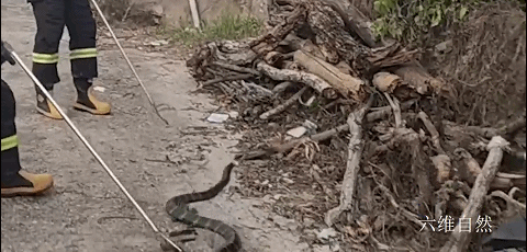 四川一条眼镜王蛇在山沟爬行散步，受到惊吓藏车里，蛇身却被卡住休闲区蓝鸢梦想 - Www.slyday.coM