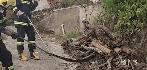 四川一条眼镜王蛇在山沟爬行散步，受到惊吓藏车里，蛇身却被卡住休闲区蓝鸢梦想 - Www.slyday.coM