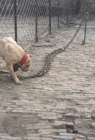 比特犬被铁链束缚一门心思要逃脱主人大吼傻狗没戏