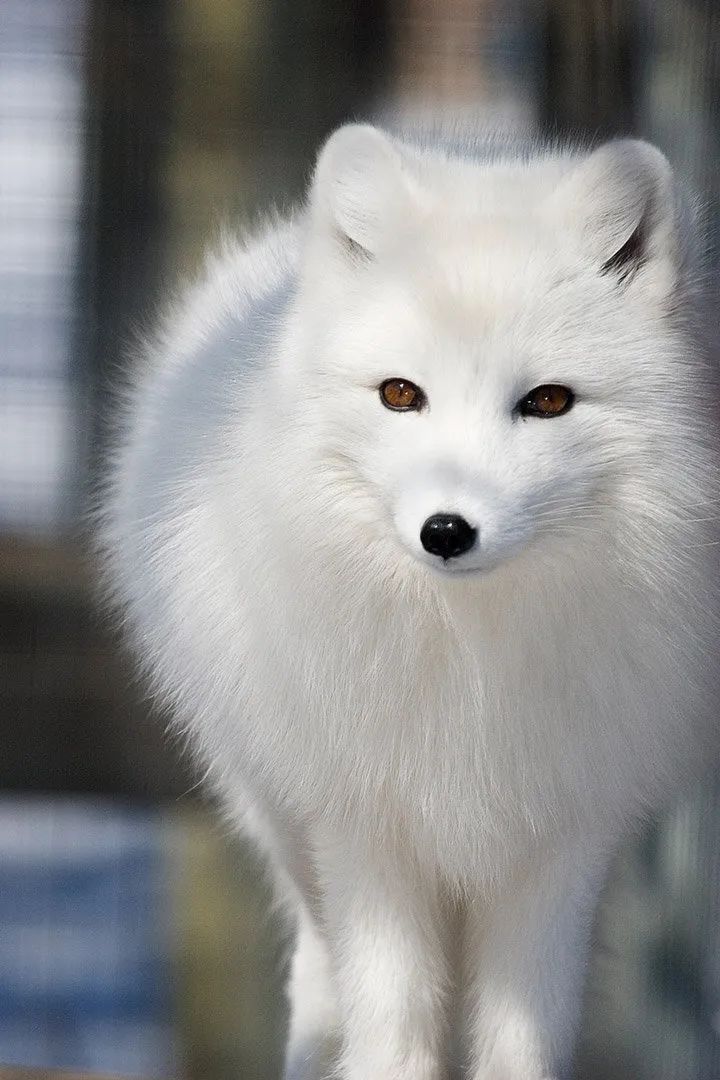 这谁不迷狐原来狐狐也有蓝眼晴的