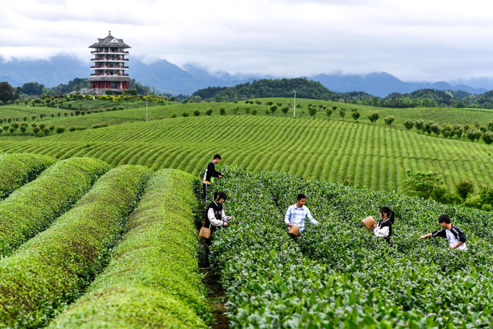 新华社记者 杨文斌 摄郭俊在查看一杯学生制作好的"湄潭翠芽"手工茶(4
