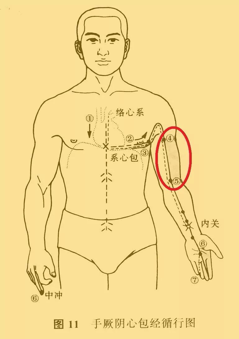 把天泉穴与曲泽穴之间分成三份,心包经的阻滞点就位于靠近曲泽的三分