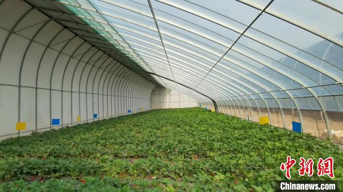 “90后”“草莓叔叔”追当“新农人”：用技术带领乡亲致富休闲区蓝鸢梦想 - Www.slyday.coM