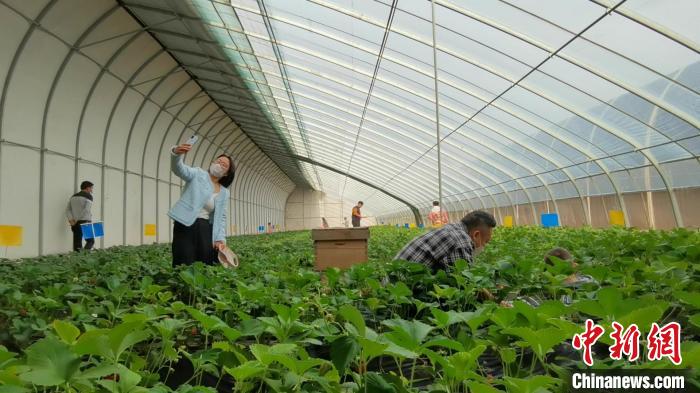 “90后”“草莓叔叔”追当“新农人”：用技术带领乡亲致富休闲区蓝鸢梦想 - Www.slyday.coM