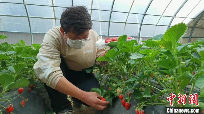 “90后”“草莓叔叔”追当“新农人”：用技术带领乡亲致富休闲区蓝鸢梦想 - Www.slyday.coM