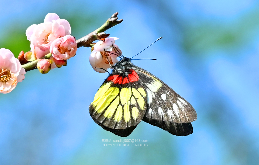 报喜斑粉蝶蝴蝶的有趣之处在于,不同蝴蝶的卵,产卵方式各异,卵的形状