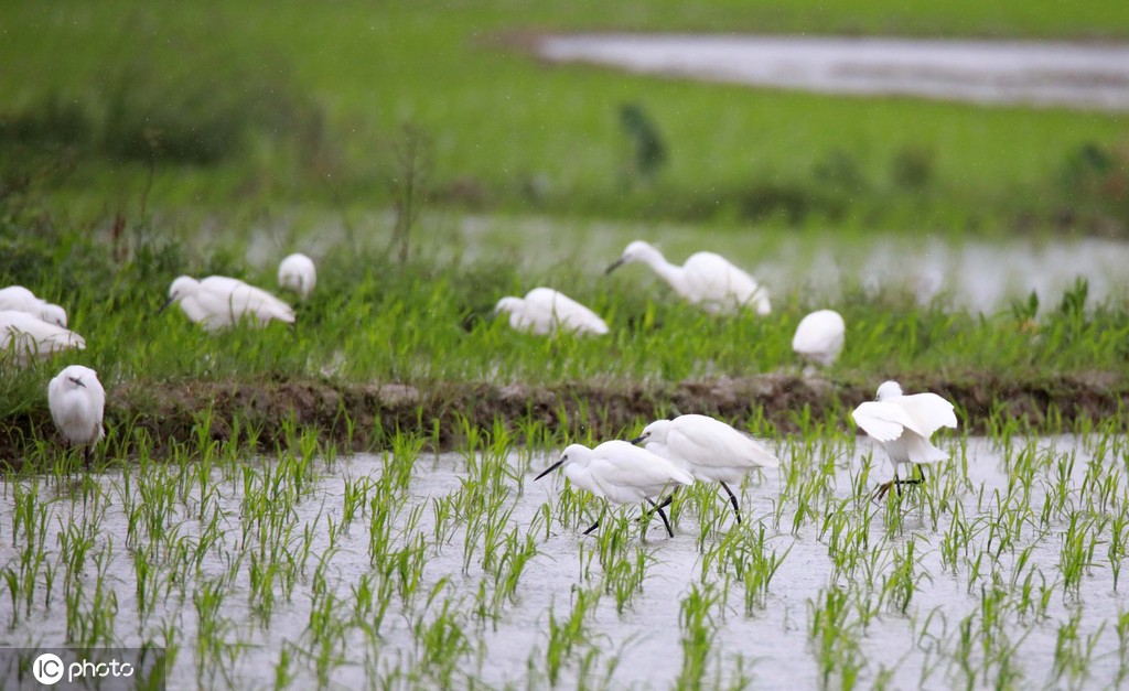广西融安稻田绿意盎然白鹭在此嬉戏觅食
