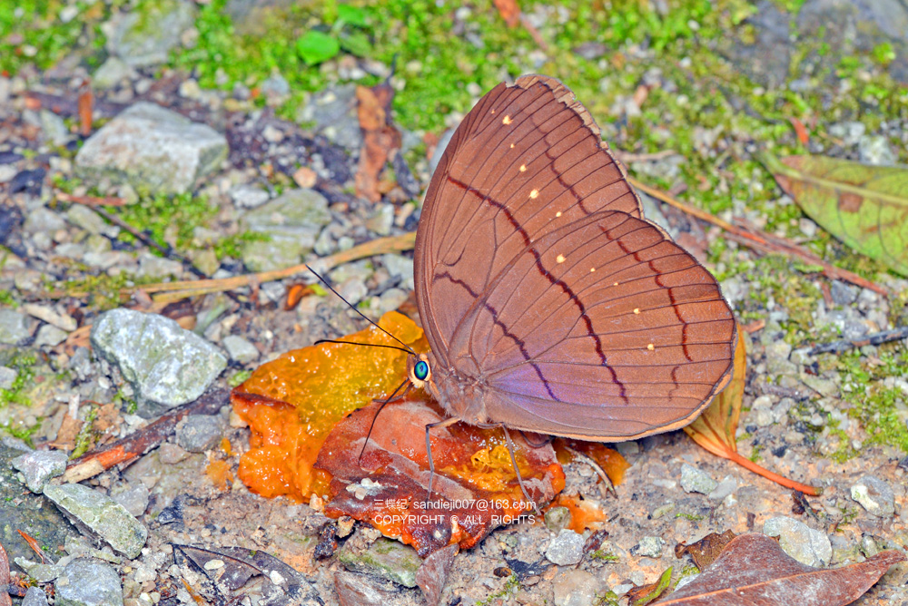 吸食腐果的灰翅串珠环蝶吸食粪便的翠袖锯眼蝶"恋花"的蝴蝶还有一项