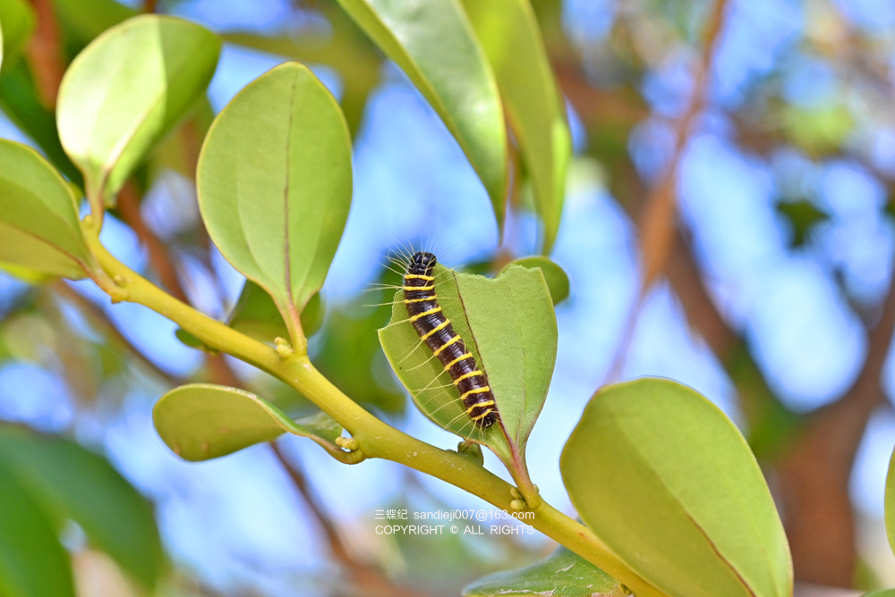 报喜斑粉蝶幼虫