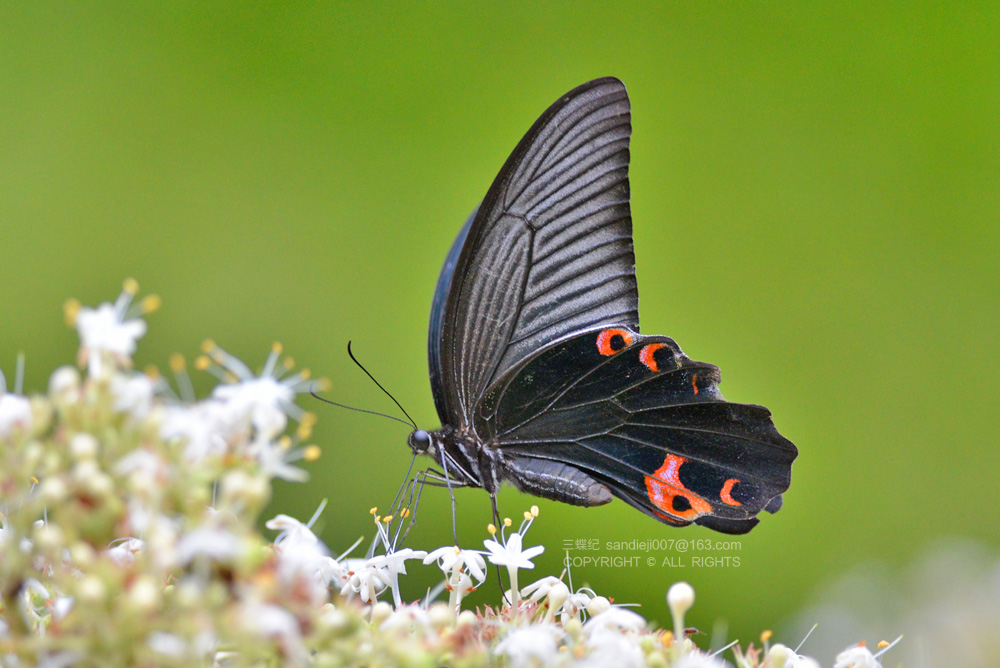 自然散步认识蝴蝶生与死古与今