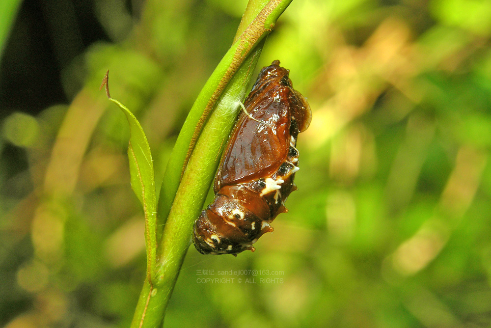 不同蝴蝶的卵,产卵方式各异,卵的形状与颜色各异;不同种类的蝴蝶幼虫