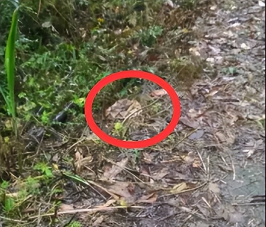 弯腰整理鞋子激怒超级毒蛇！女子被蛇咬伤后，为蛇拍照救了自己休闲区蓝鸢梦想 - Www.slyday.coM