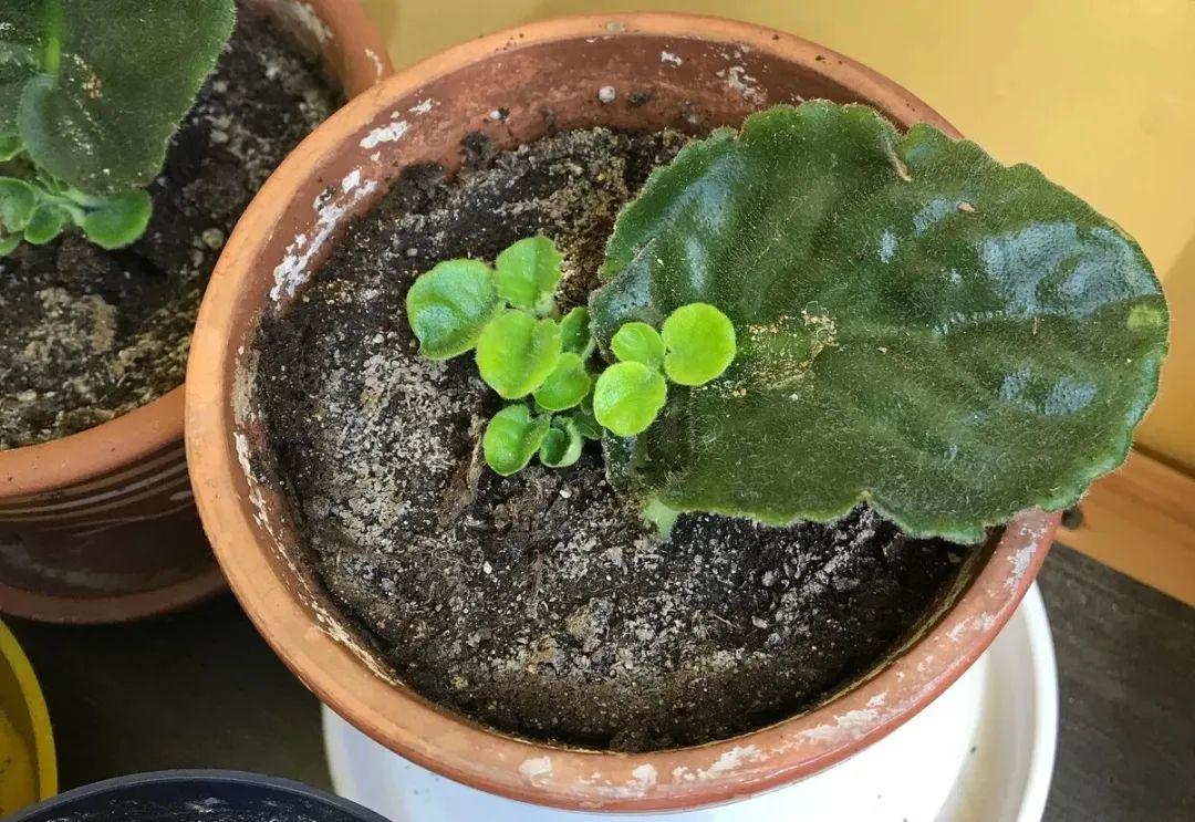 做好这8点,新手在室内养非洲紫罗兰能常开花,还可以叶插繁殖