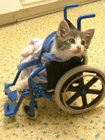 一只猫咪受伤了于是医生给它准备了一个小号的轮椅好萌啊