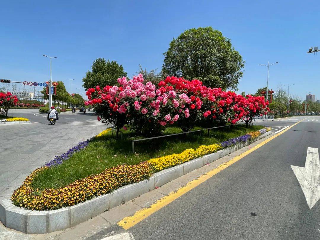 交通导流岛花团锦簇今天,循着老领导的话音,走拍了几条街道,老领导所
