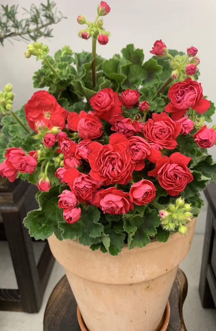 喜欢天竺葵就养万岁玫瑰美如玫瑰多季开花你值得拥有