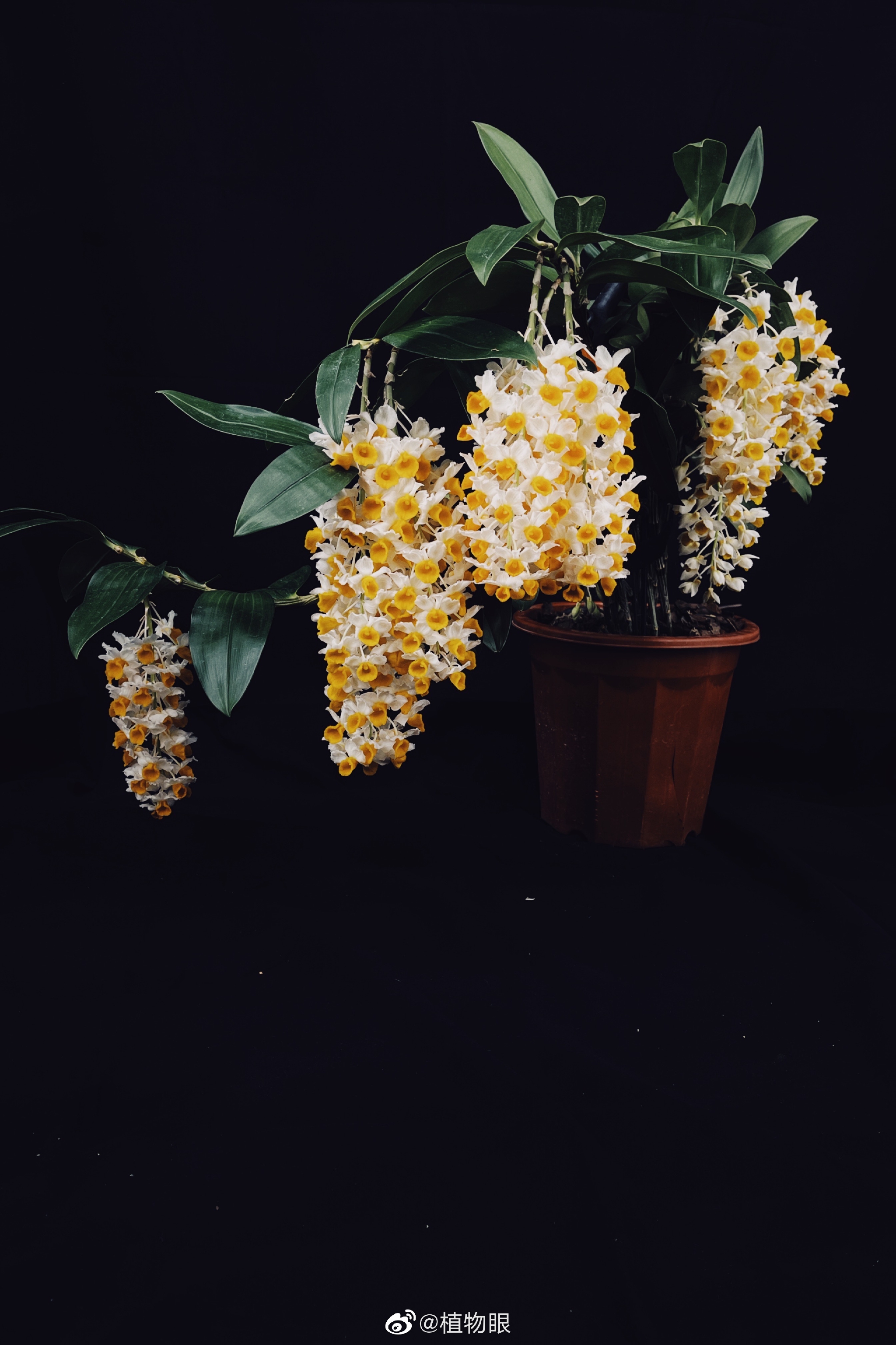 目前遇到最好的延时拍摄素材是球花石斛