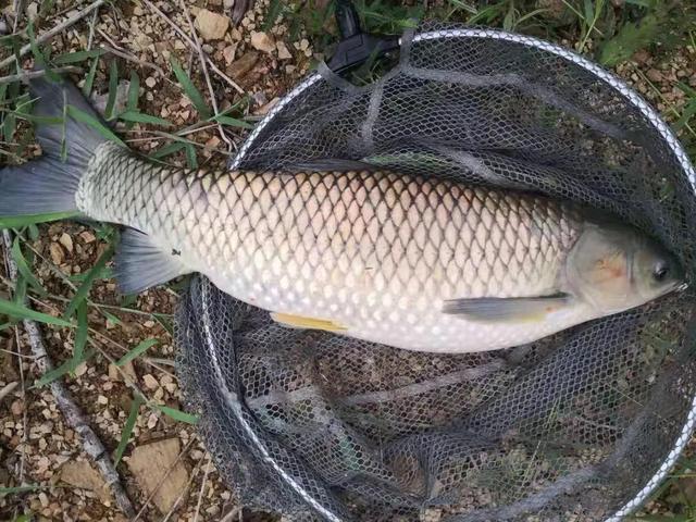 "五一"前后野钓大鱼,要牢记"四个不宜",方可有所斩获