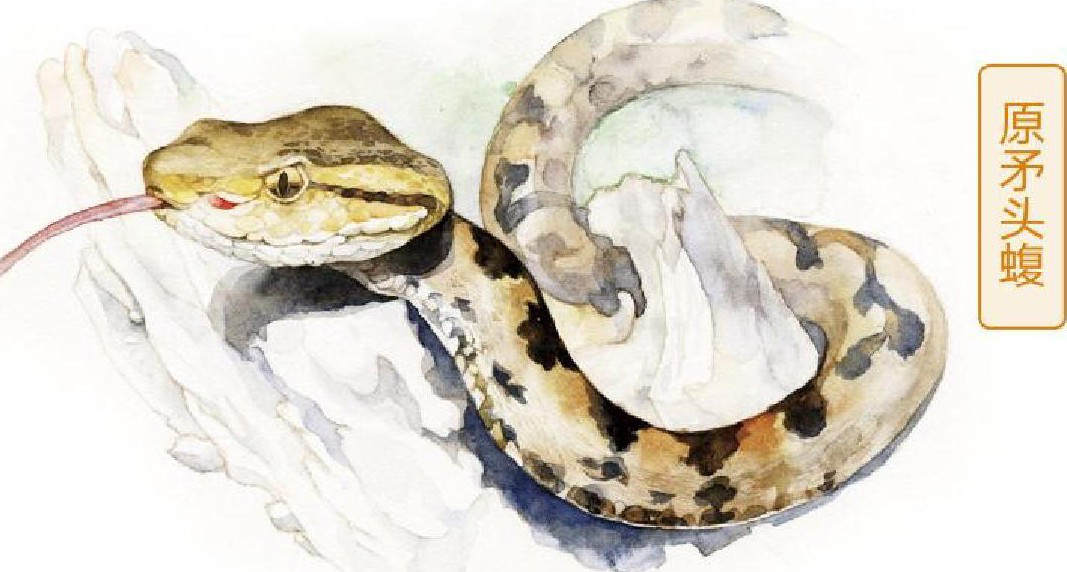 弯腰整理鞋子激怒超级毒蛇！女子被蛇咬伤后，为蛇拍照救了自己休闲区蓝鸢梦想 - Www.slyday.coM